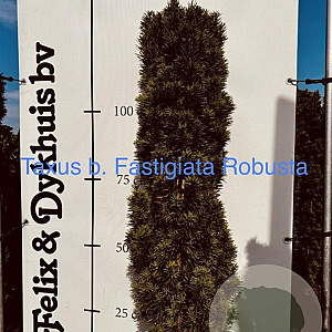 Taxus b. 'Fastigiata Robusta' 125-150 cm met kluit