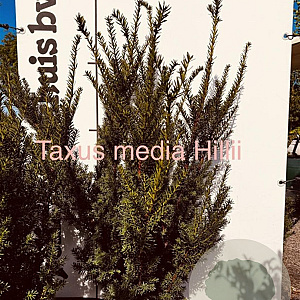 Taxus media 'Hillii' 100-125 cm met kluit