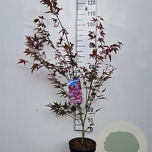 Acer pal. 'Atropurpureum' 60-80 cm 5,0L