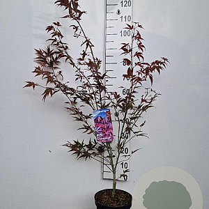 Acer pal. 'Atropurpureum' 60-80 cm 5,0L