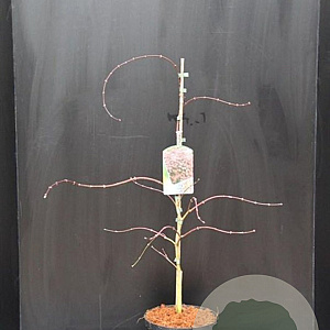 Acer pal. 'Garnet' 40-50 cm 5,0L