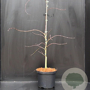 Acer pal. 'Garnet' 40-50 cm 5,0L