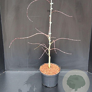 Acer pal. 'Garnet' 40-50 cm 5,0L