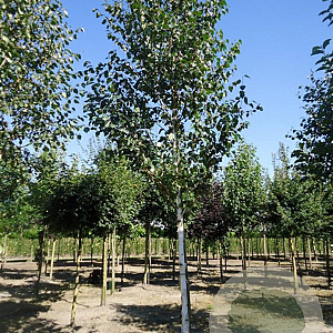 Betula utilis 'Doorenbos' 400-450 cm draadkluit meerstammig solitair