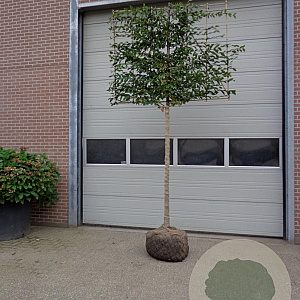 Carpinus betulus 14-16 HO draadkluit lei 150x120