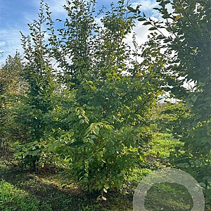 Carpinus betulus 400-450 cm draadkluit meerstammig