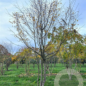 Carpinus betulus 500-600 cm draadkluit meerstammig