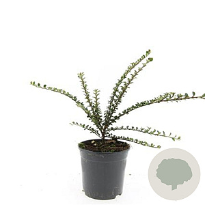 Cotoneaster horizontalis GM C1.3