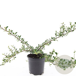 Cotoneaster radicans 'Eichholz' GM C1.3