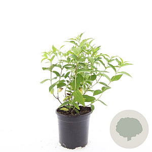 Diervilla lonicera 'Dilon' GM C1.3