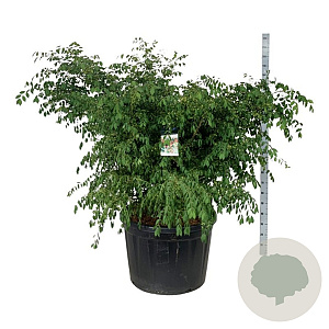 Euonymus alatus 125-150 cm cont. 230L solitair