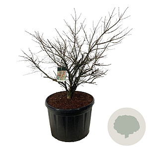 Euonymus alatus 125-150 cm cont. 230L solitair