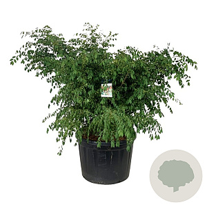 Euonymus alatus 125-150 cm cont. 230L solitair