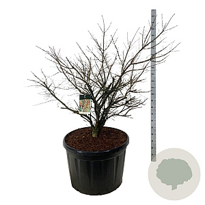 Euonymus alatus 125-150 cm cont. 230L solitair