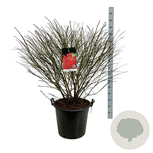 Euonymus alat. 'Compactus' 100-125 cm cont. 55L extra