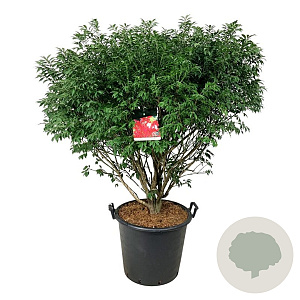 Euonymus alat. 'Compactus' 100-125 cm cont. 55L extra