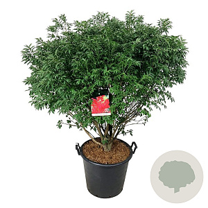 Euonymus alat. 'Compactus' 100-125 cm cont. 55L extra