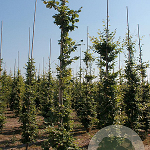 Fagus sylvatica 12-14 cm draadkluit geveerd