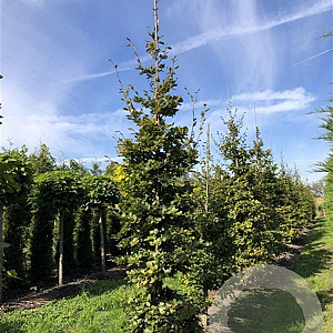 Fagus sylvatica 16-18 cm draadkluit geveerd