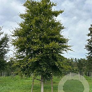 Fagus sylvatica 50-60 HO draadkluit