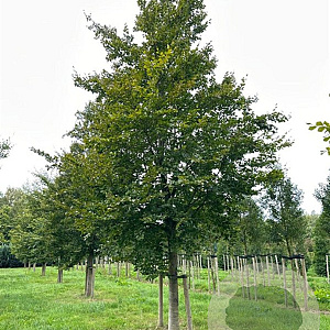 Fagus sylvatica 60-70 HO draadkluit
