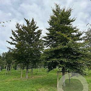 Fagus sylvatica 60-70 HO draadkluit