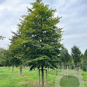 Fagus sylvatica 60-70 HO draadkluit