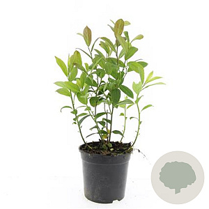 Itea virginica GM C1.3