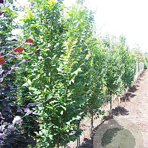 Koelreuteria pan. 'Fastigiata' 10-12 HO draadkluit geveerd