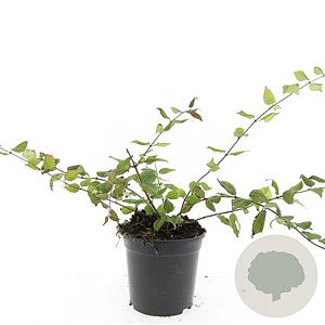 Kolkwitzia amabilis GM C1.3