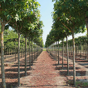 Liquidambar styraciflua 20-25 HO draadkluit dakvorm 130x130