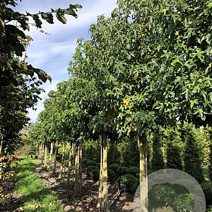 Liquidambar styraciflua 25-30 HO draadkluit