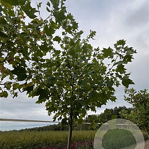 Liriodendron tulipifera 18-20 HO draadkluit