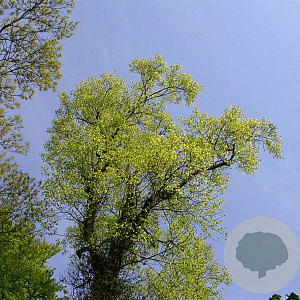 Liriodendron t. 'Aureomarginat.' 12-14 HO draadkluit