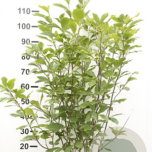 Magnolia soulangeana 100-120 cm met kluit