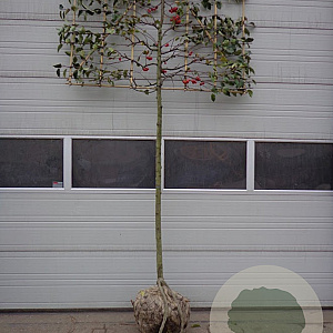 Malus 'Red Sentinel' 12-14 HO draadkluit lei 150x150