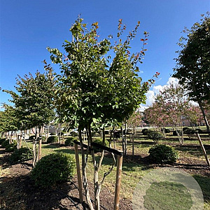 Parrotia persica 400-450 cm draadkluit meerstammig