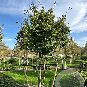 Parrotia persica 400-450 cm draadkluit meerstammig