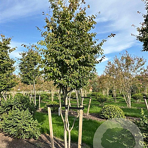 Parrotia persica 400-450 cm draadkluit meerstammig