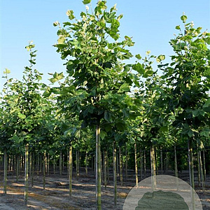 Platanus hisp. 'Malburg' 20-25 HO draadkluit lei 150x150