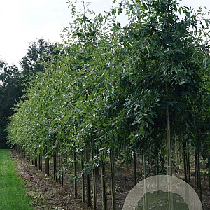 Quercus palustris 16-18 HO draadkluit