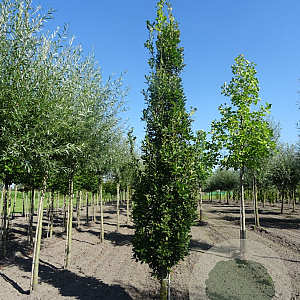 Quercus rob. 'Fastigiate Koster' 20-25 HO draadkluit geveerd