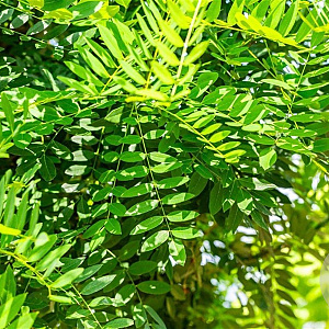 Styphnolobium j. 'Regent' 14-16 HO draadkluit