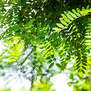 Styphnolobium j. 'Regent' 14-16 HO draadkluit