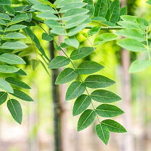 Styphnolobium j. 'Regent' 16-18 HO draadkluit