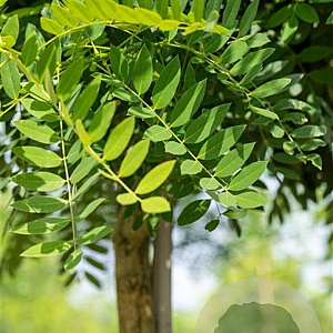 Styphnolobium j. 'Regent' 16-18 HO draadkluit