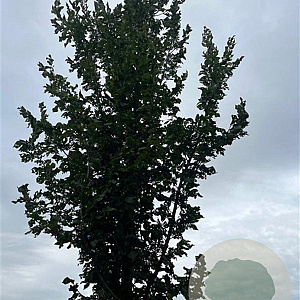 Ulmus 'Columella' 20-25 HO draadkluit