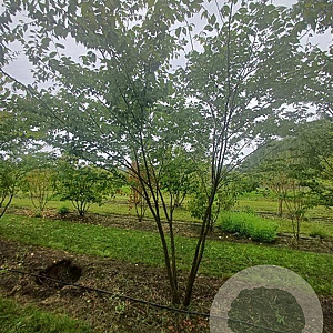 Zelkova serrata 300-350 cm draadkluit meerstammig