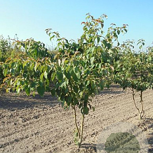 Cornus controversa 175-200 cm draadkluit meerstammig