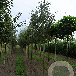 Malus d. 'Jonagold' 16-18 HO draadkluit